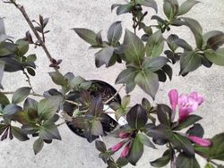 Weigela florida "Nana purpurea"