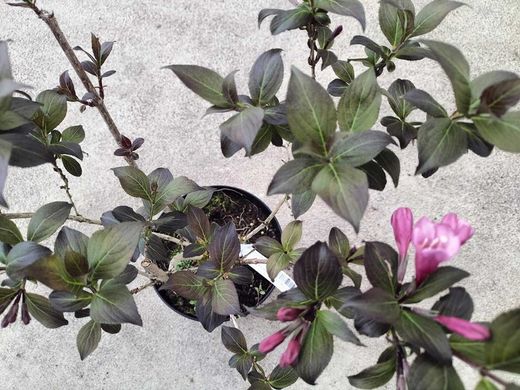 Weigela florida "Nana purpurea"