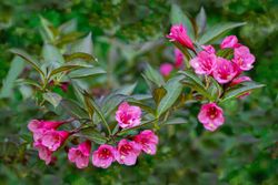 Weigela florida "Nana purpurea"