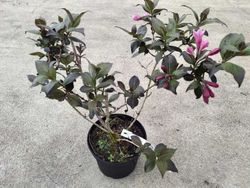 Weigela florida "Nana purpurea"