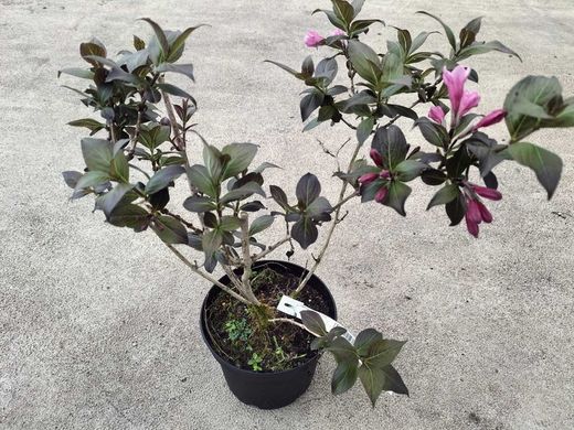 Weigela florida "Nana purpurea"