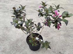Weigela florida "Nana purpurea"