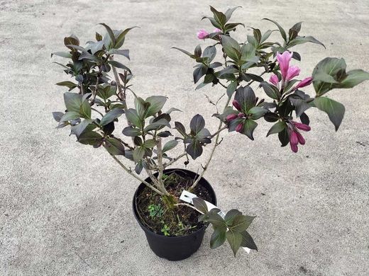Weigela florida "Nana purpurea"