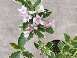 Weigela floride "Nana variegata"