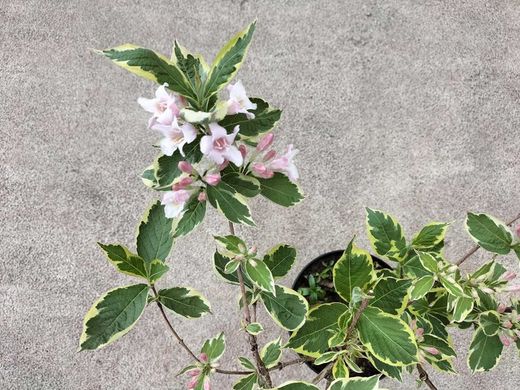 Weigela floride "Nana variegata"