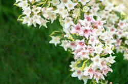 Weigela floride "Nana variegata"