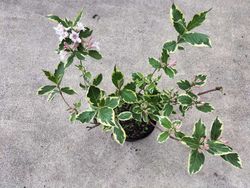 Weigela floride "Nana variegata"