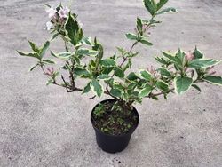 Weigela floride "Nana variegata"