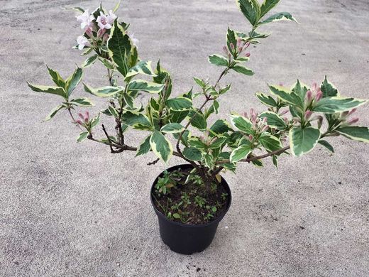 Weigela floride "Nana variegata"
