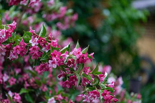 Weigela floride "Pink Princess"