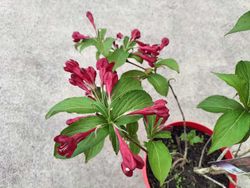 Weigela florida "Red Prince"