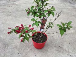 Weigela florida "Red Prince"