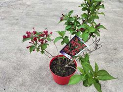 Weigela florida "Red Prince"