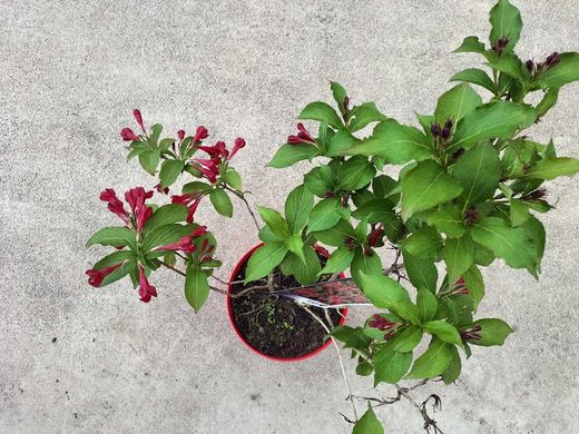 Weigela florida "Red Prince"