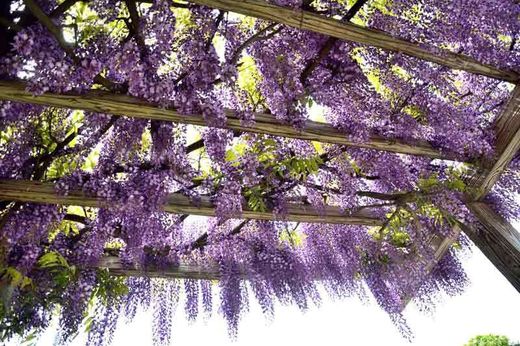 Wisteria floribunda lipstick