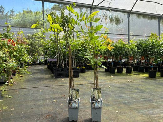Wisteria sinensis "Alba​" - glicinia blanca