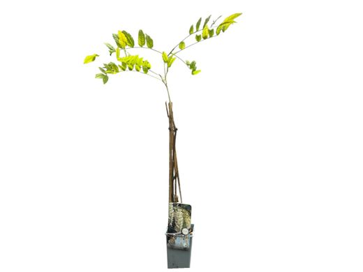 Wisteria sinensis "Alba​" - glicinia blanca