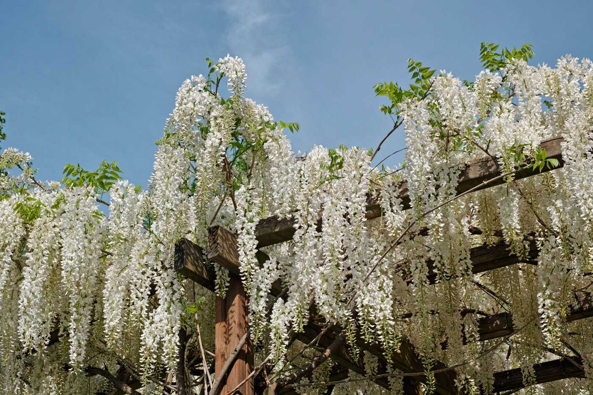 Wisteria sinensis "Alba​" - glicinia blanca Maceta de 2 litros. Altura de la planta 40 cm