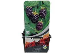 Zarzamora - Frambuesa "Boysenberry"