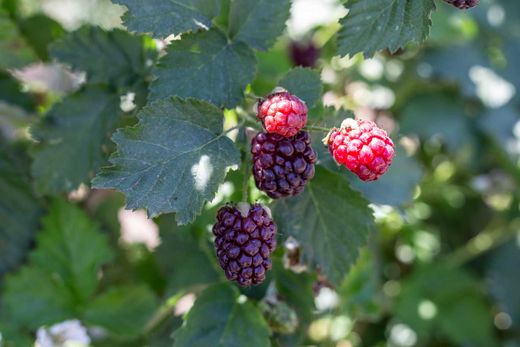 Amora - Framboesa "Boysenberry"