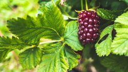 Amora - Framboesa "Boysenberry"