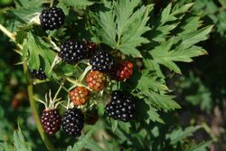 Zarzamora negra, Rubus fruticosus Dirksen