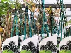 Zarzamora negra, Rubus fruticosus Dirksen