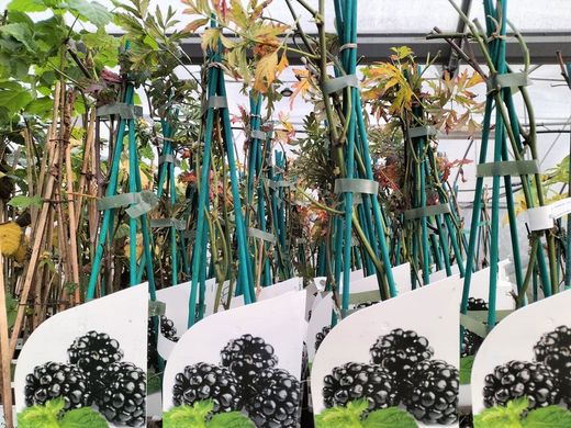 Zarzamora negra, Rubus fruticosus Dirksen