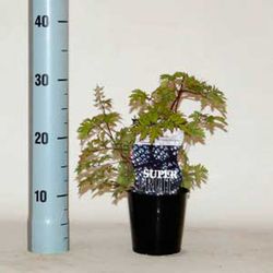 Zarzamora sin espinas, Rubus fructicosus "Thornless evergreen"