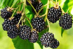 Zarzamora sin espinas, Rubus fructicosus "Thornless evergreen"