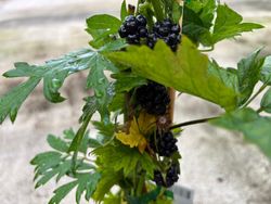Zarzamora sin espinas, Rubus fructicosus "Thornless evergreen"