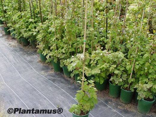 Zarzamora-frambuesa "Tayberry"