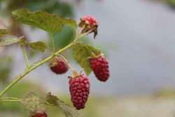 Amora-framboesa "Tayberry"