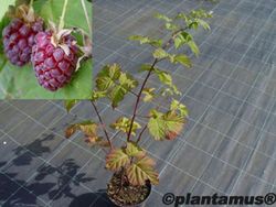 Amora-framboesa "Tayberry"