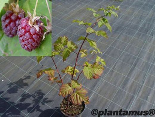 Amora-framboesa "Tayberry"