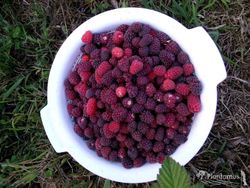 Zarzamora tayberry, mora y frambuesa, tayberry