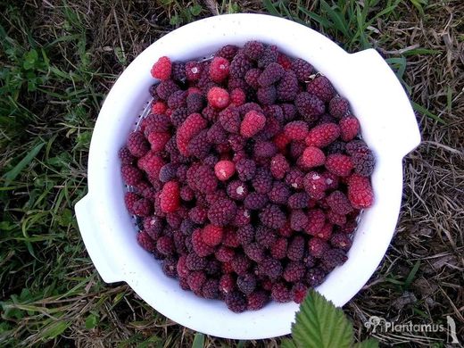 Zarzamora tayberry, mora y frambuesa, tayberry