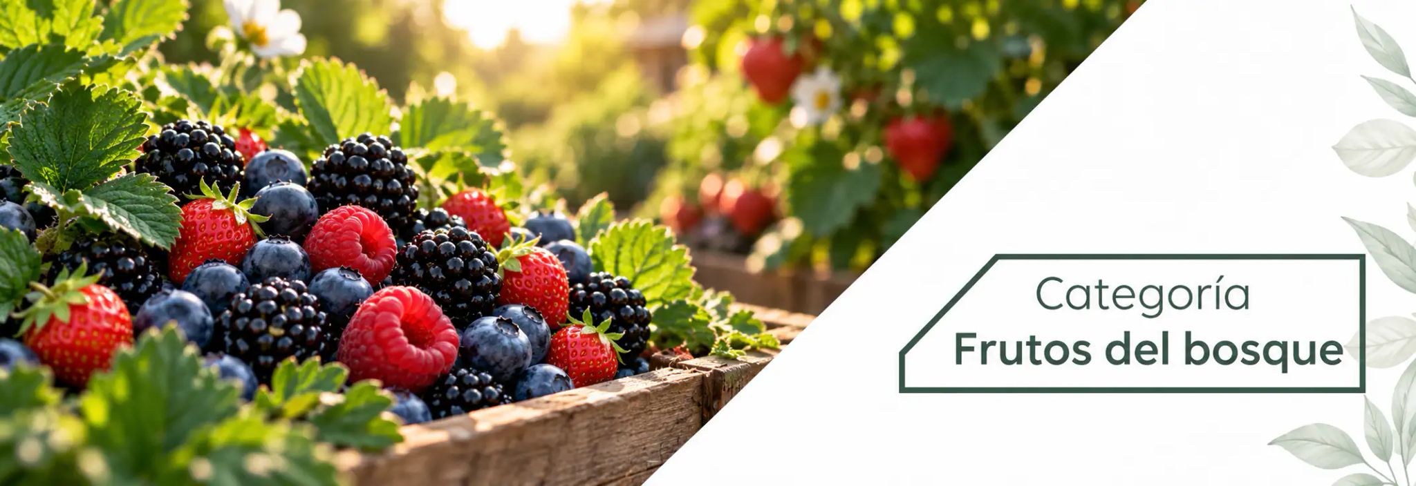 Plantas de frutos del bosque: arándanos, frambuesas, moras, fresas y grosellas