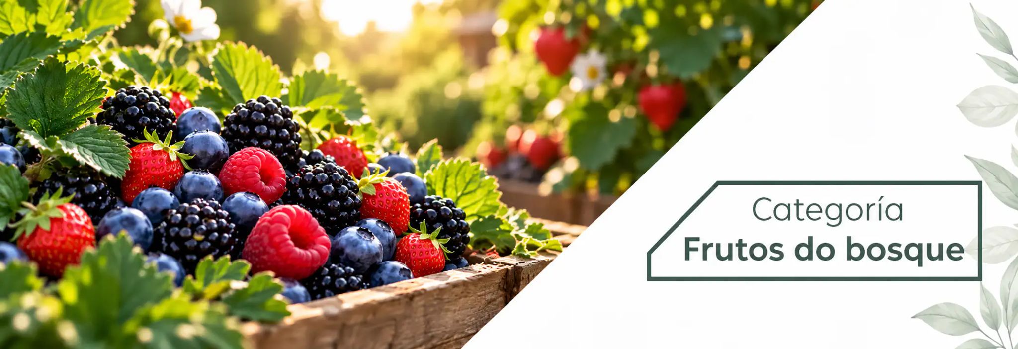 Plantas de frutos do bosque: mirtilos, framboesas, amoras, morangos e groselhas
