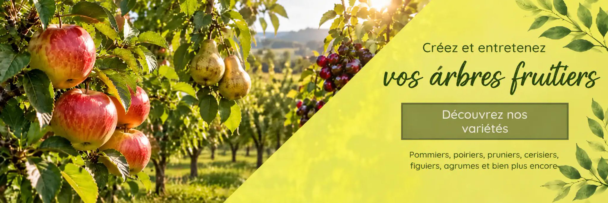 Arbres fruitiers : pommiers, poiriers, pruniers, cerisiers, figuiers et agrumes